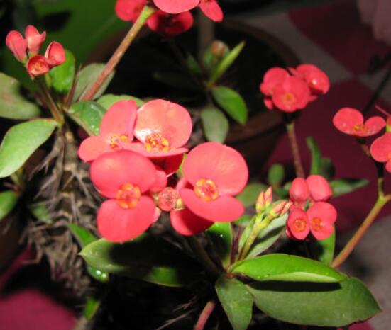 虎刺梅怎么扦插，擇10厘米健壯枝條/做好消毒處理