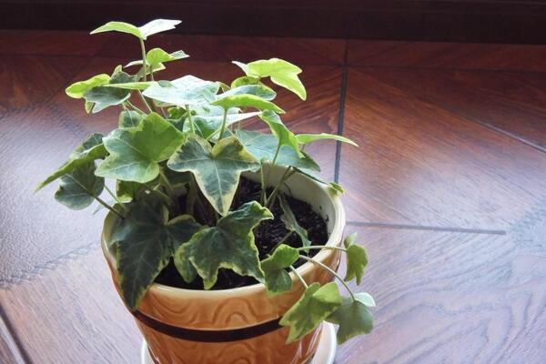 常春藤怎么換盆，分為5步進(jìn)行