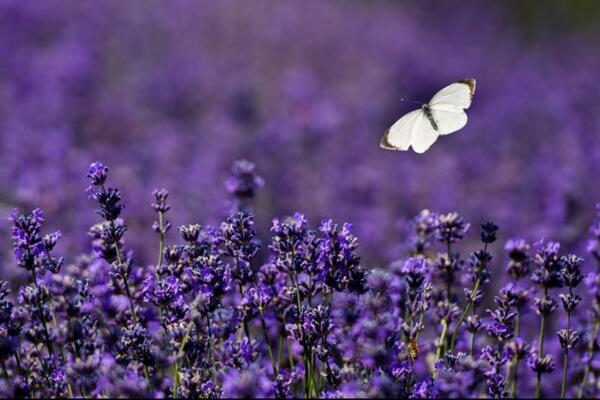 薰衣草花語和象征意義，象征著愛情與友情