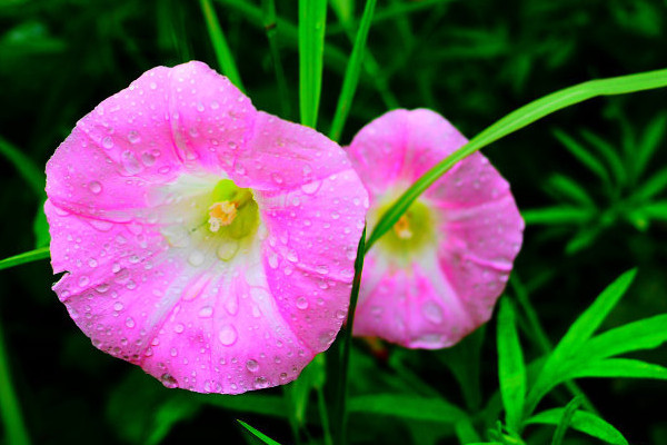 牽?；ǖ酿B(yǎng)殖方法和注意事項