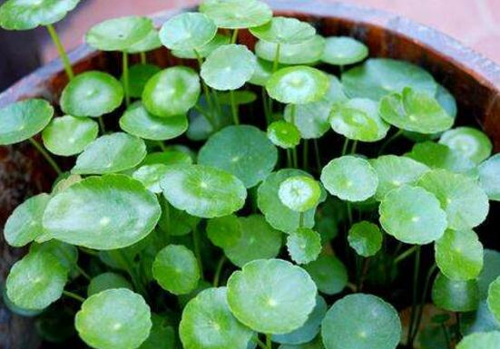 銅錢草的養(yǎng)殖方法和注意事項，老農(nóng)總結(jié)八大基本方法