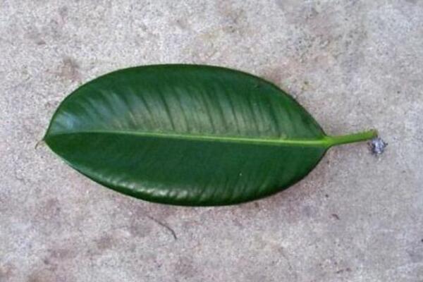 橡皮樹葉子怎么扦插，只需要簡單的幾步即可完成