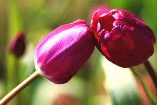 郁金香和玉蘭花的區(qū)別