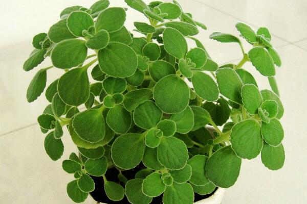 碰碰香有毒嗎，無(wú)毒但部分人對(duì)香味過(guò)敏