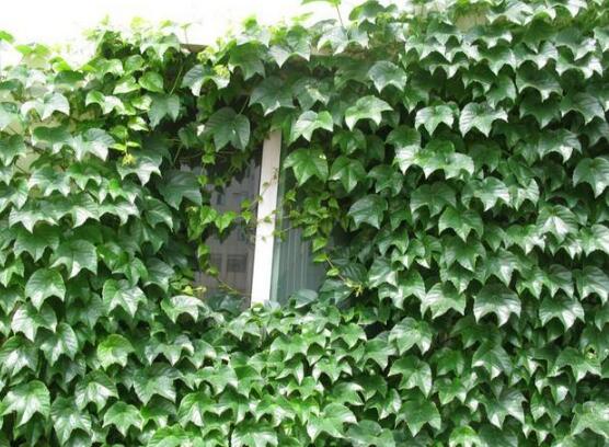 常春藤掉葉子怎么辦，四種原因以及解決辦法