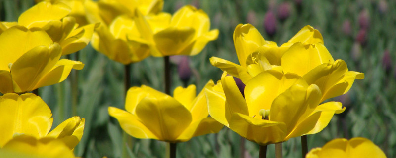 室內(nèi)郁金香的種植方法和時(shí)間