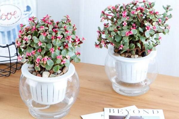 雅樂之舞可以水培嗎，水培日常管理更加方便