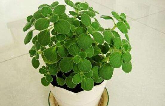 碰碰香放臥室可以嗎，可以/醒腦提神、凈化空氣、驅(qū)趕蚊蟲