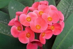 虎刺梅冬天怎么養(yǎng)，5個步驟可保證虎刺梅順利過冬