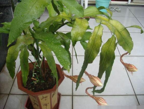 曇花換盆注意事項，只需要注意五個要點即可