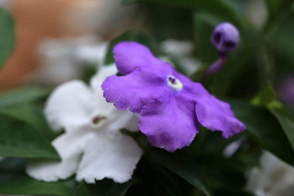 雙色茉莉葉子發(fā)黑