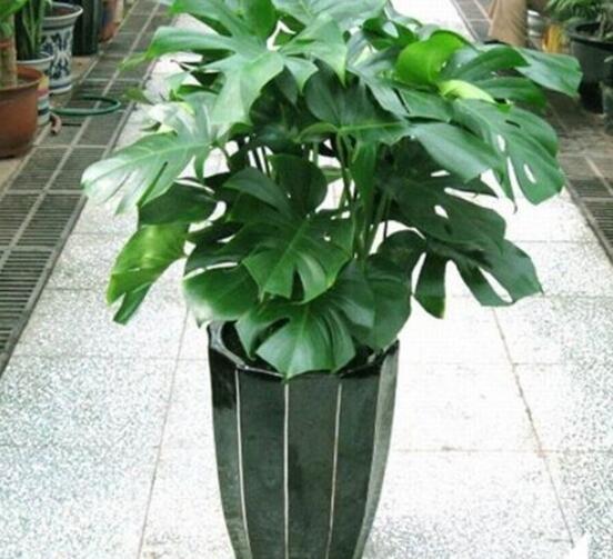 龜背竹用深盆還是淺盆，透氣性強深盆為主(陶盆/紫砂盆/泥瓦盆)