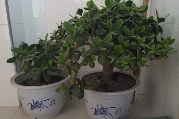 燕子掌可以凈化空氣嗎，凈化效果非常明顯