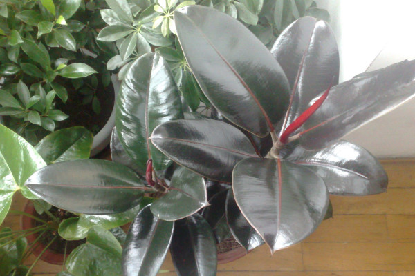 橡皮樹怎么繁殖，播種/扦插/壓條/水培繁殖等