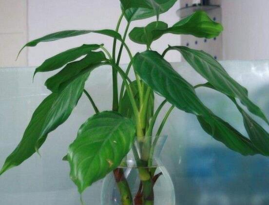 萬年青開花代表什么，富貴吉祥,健康長壽