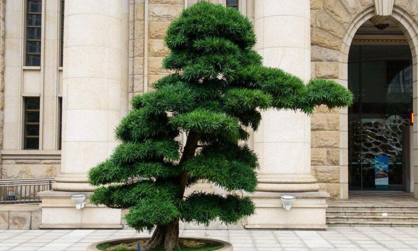 迷你羅漢松的養(yǎng)殖方法，簡單好養(yǎng)的四種方法