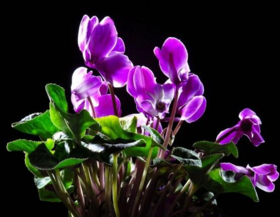 仙客來葉子嚴重發(fā)黃，老農(nóng)總結最直觀三種解決辦法