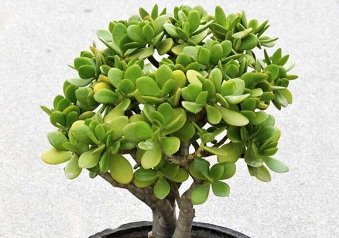 玉樹盆景怎么養(yǎng)，茁壯成長的四大養(yǎng)殖技巧