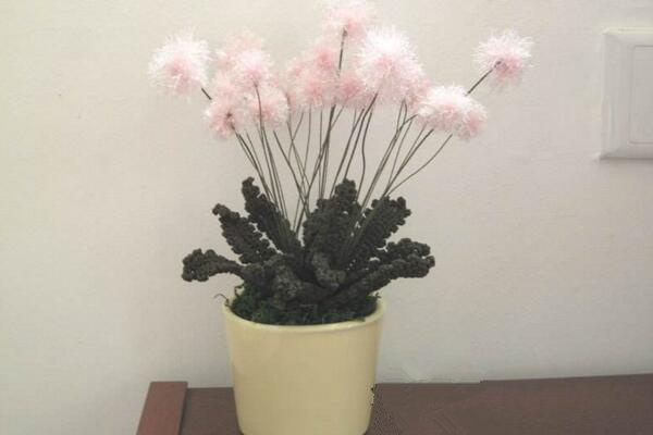 蒲公英怎么養(yǎng)，蒲公英養(yǎng)殖5大要點(diǎn)