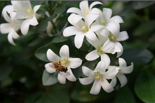 九里香有什么作用，九里香的六大功效介紹
