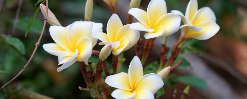 如何讓雞蛋花多開(kāi)花