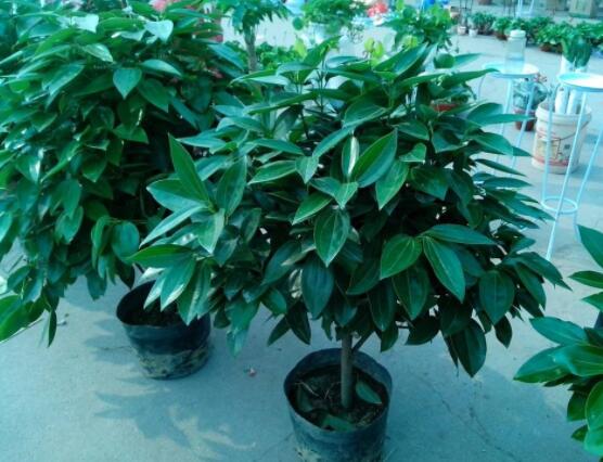 平安樹好養(yǎng)嗎，教你簡單四種養(yǎng)殖方法/闔家幸福、萬事如意