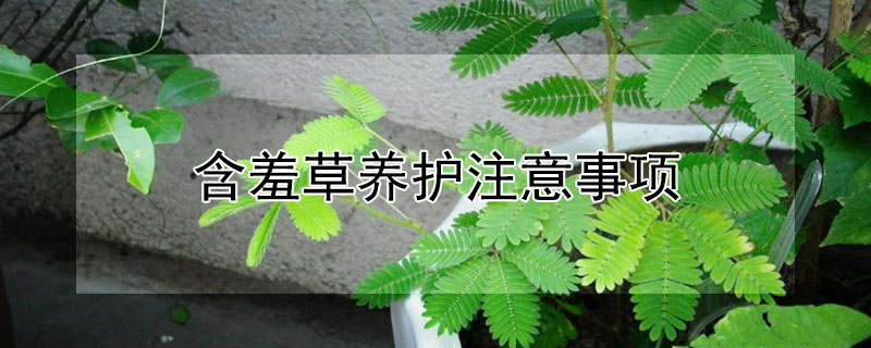 含羞草養(yǎng)護(hù)注意事項(xiàng)