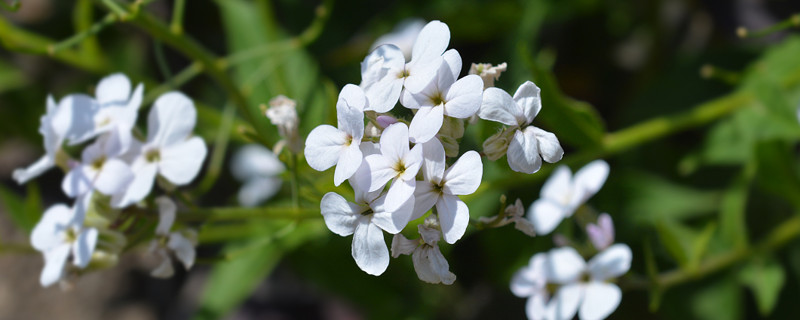 白色紫羅蘭怎么養(yǎng)