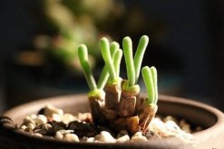 碧光環(huán)多久澆水，不同的季節(jié)對水分的需求不同