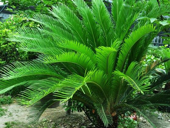 養(yǎng)鐵樹有什么忌諱，沖擊財(cái)運(yùn)與福運(yùn)/戀愛結(jié)婚難