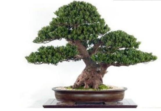 為什么羅漢松慢慢枯萎，做好澆水/保持溫度光照