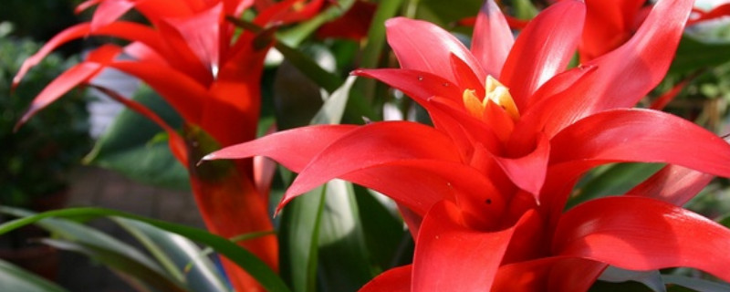 鴻運(yùn)當(dāng)頭的花期有多長(zhǎng)