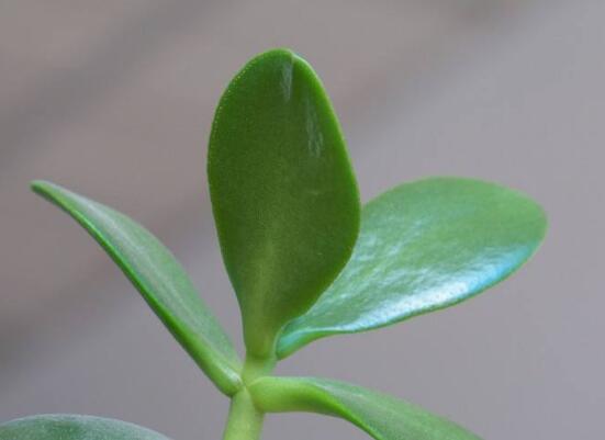 盆栽玉樹怎么養(yǎng)護，老農(nóng)總結(jié)七大養(yǎng)護方法