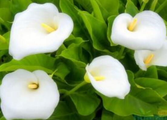 馬蹄蓮的繁殖方法圖解，詳解三種存活率最高常用方法