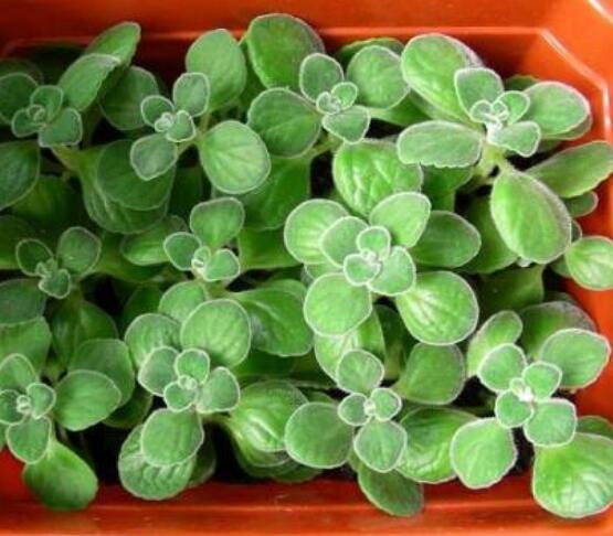 碰碰香的功效與作用，凈化空氣、消炎消腫，制作香精