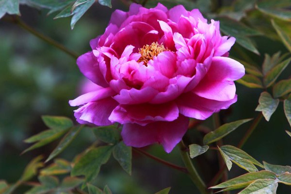 牡丹花春節(jié)開(kāi)花的管理