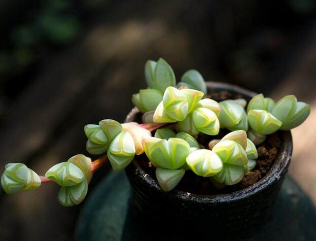 碧玉蓮如何度夏，最主要的是不要隨意澆水