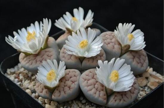 生石花怎么分株繁殖，教你一學(xué)就會(huì)五個(gè)基本步驟