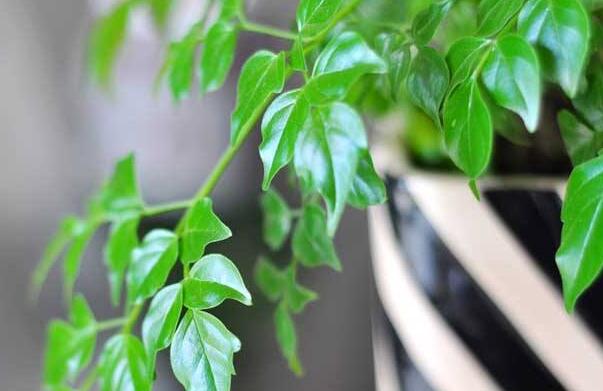 為什么平安樹葉子下垂，澆水過量和酸堿度不平衡造成的