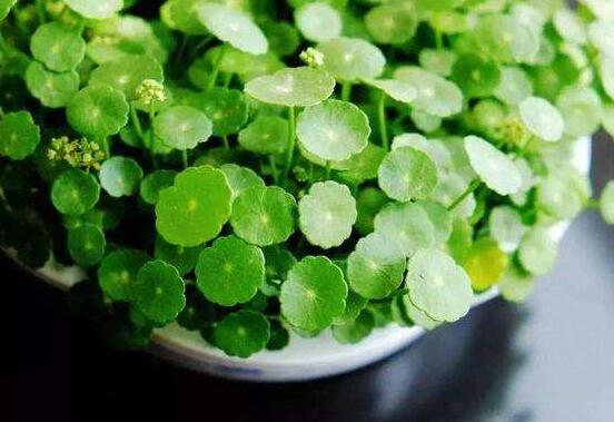 銅錢草的養(yǎng)殖方法和注意事項，老農(nóng)總結(jié)八大基本方法