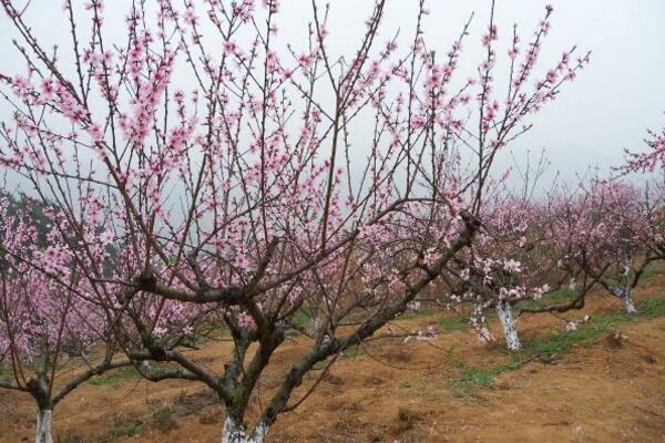 桃花葉子發(fā)黃怎么回事，以下4種原因都會導(dǎo)致桃花葉子發(fā)黃