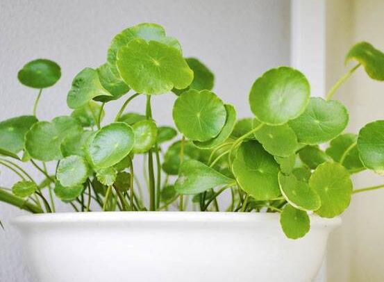 土培銅錢草怎么養(yǎng)，掌握八點(diǎn)因素就可以爆盆了（適合新手）