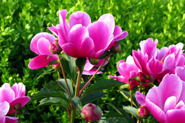 芍藥怎休眠期得多長時(shí)間