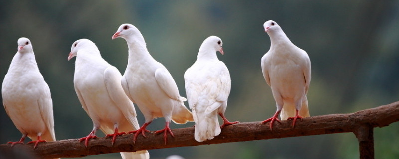 鴿子養(yǎng)多久才不怕飛走