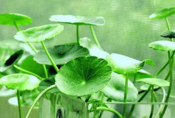 土培銅錢草怎么養(yǎng)，掌握八點(diǎn)因素就可以爆盆了（適合新手）