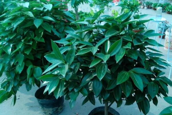 平安樹的養(yǎng)殖方法和注意事項(xiàng)