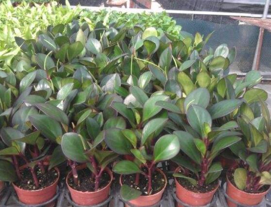 紫邊碧玉椒草的養(yǎng)殖方法和注意事項(xiàng)嗎，老農(nóng)教你六大基本養(yǎng)殖方法