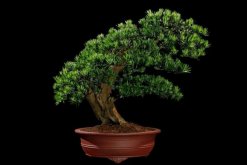 羅漢松適宜擺放的位置，適合擺放在會議室、酒店大堂