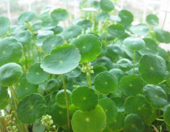 銅錢(qián)草放哪里招財(cái)，教你四個(gè)擺放最佳位置