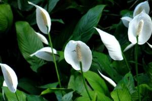 一帆風順花怎么養(yǎng)，一帆風順的養(yǎng)殖方法